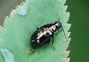 Altica probata - Altica probata
