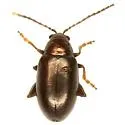 Altica texana