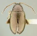 Altica texana - photo 3