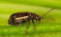 Altica tombacina