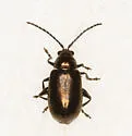 Altica tombacina - photo 4
