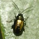 Altica viridana