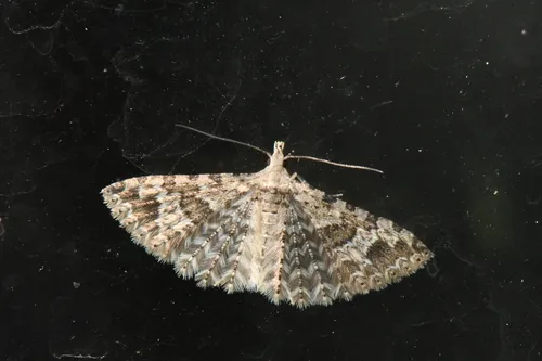 Alucita adriendenisi - Hodges#2313.1