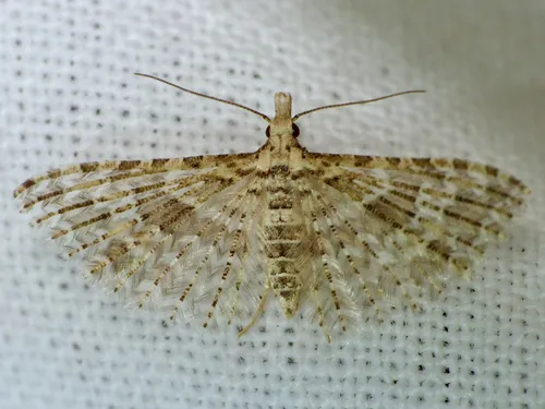 Alucita desmodactyla