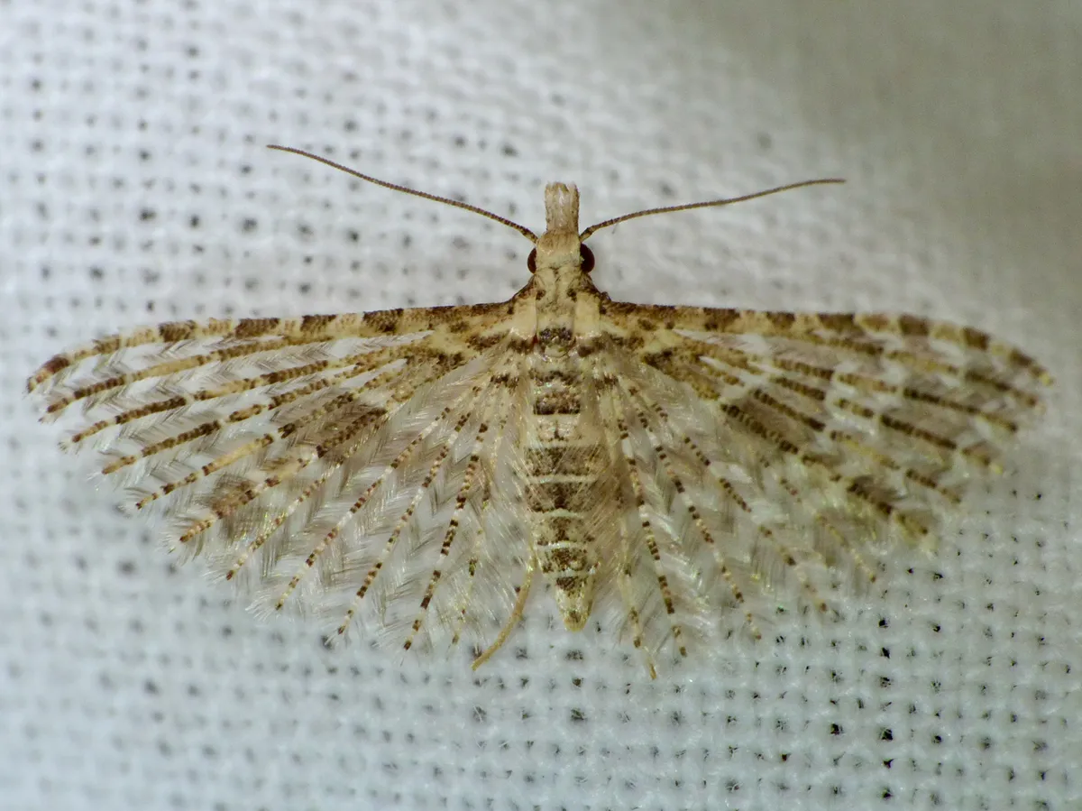 Alucita desmodactyla - photo 2