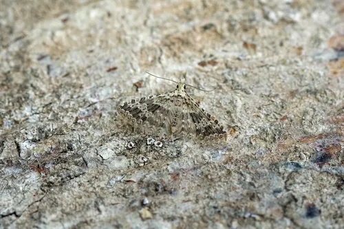 Alucita desmodactyla - photo 4