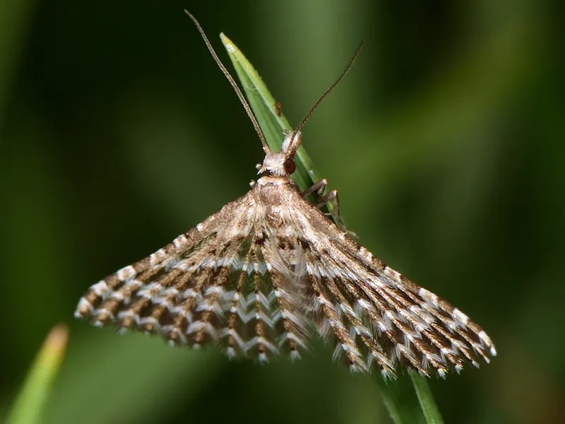 Alucita grammodactyla - photo 2