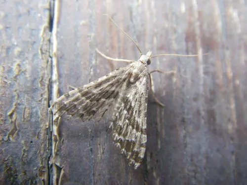 Alucita grammodactyla - photo 5