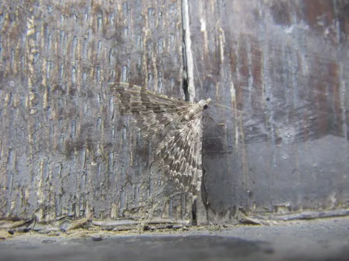 Alucita grammodactyla - photo 6
