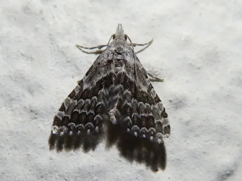 Alucita grammodactyla - photo 7