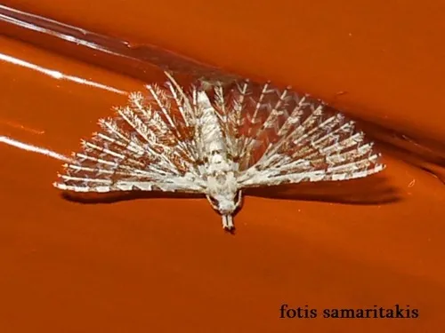 Alucita grammodactyla - photo 8