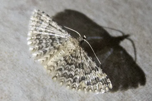 Alucita huebneri - photo 6