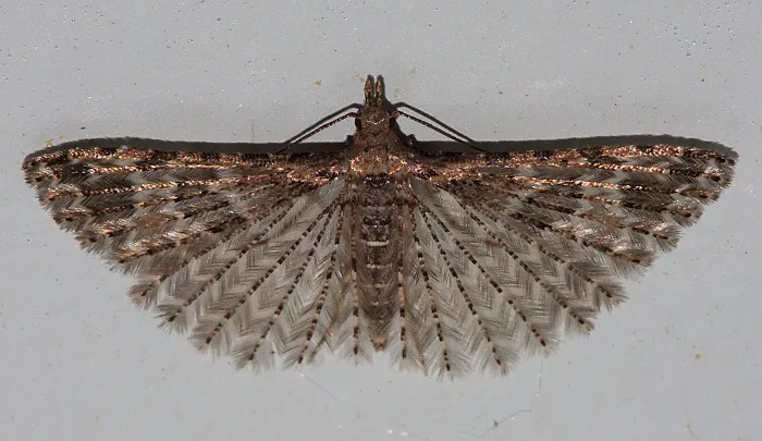 Montana Six-plume Moth - photo 2