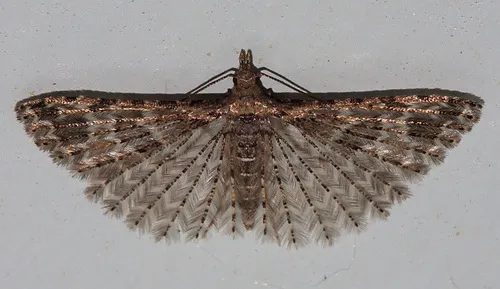 Montana Six-plume Moth - photo 3