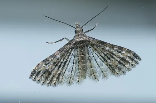 Montana Six-plume Moth - photo 4