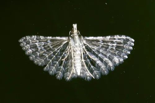 Montana Six-plume Moth - photo 5
