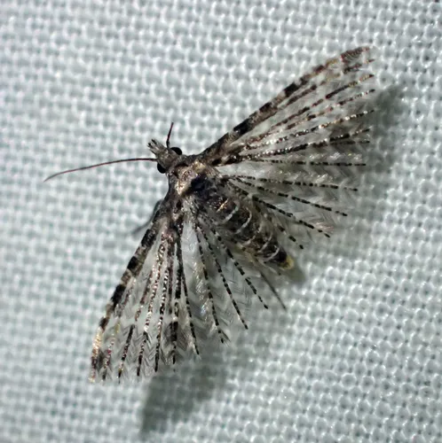 Montana Six-plume Moth - photo 6