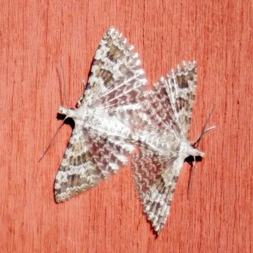 Montana Six-plume Moth - photo 7