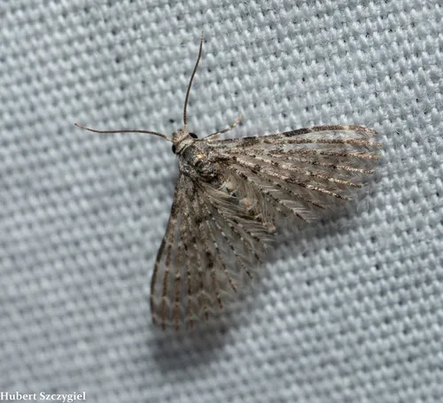 Alucita objurgatella