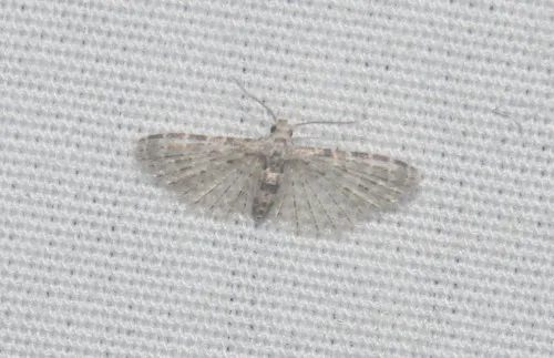 Alucita objurgatella - photo 4