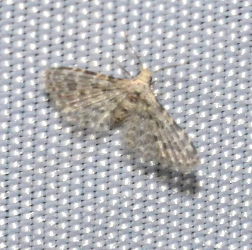 Alucita objurgatella - photo 5