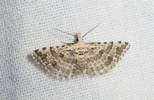 Alucita palodactyla - photo 5