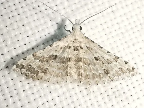 Alucita palodactyla - photo 6