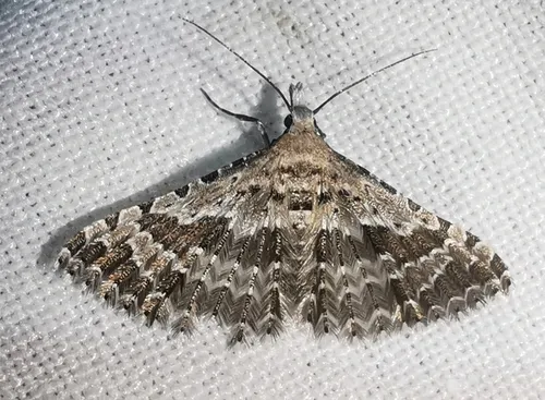 Alucita palodactyla - photo 7