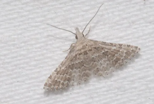 Alucita palodactyla - photo 8