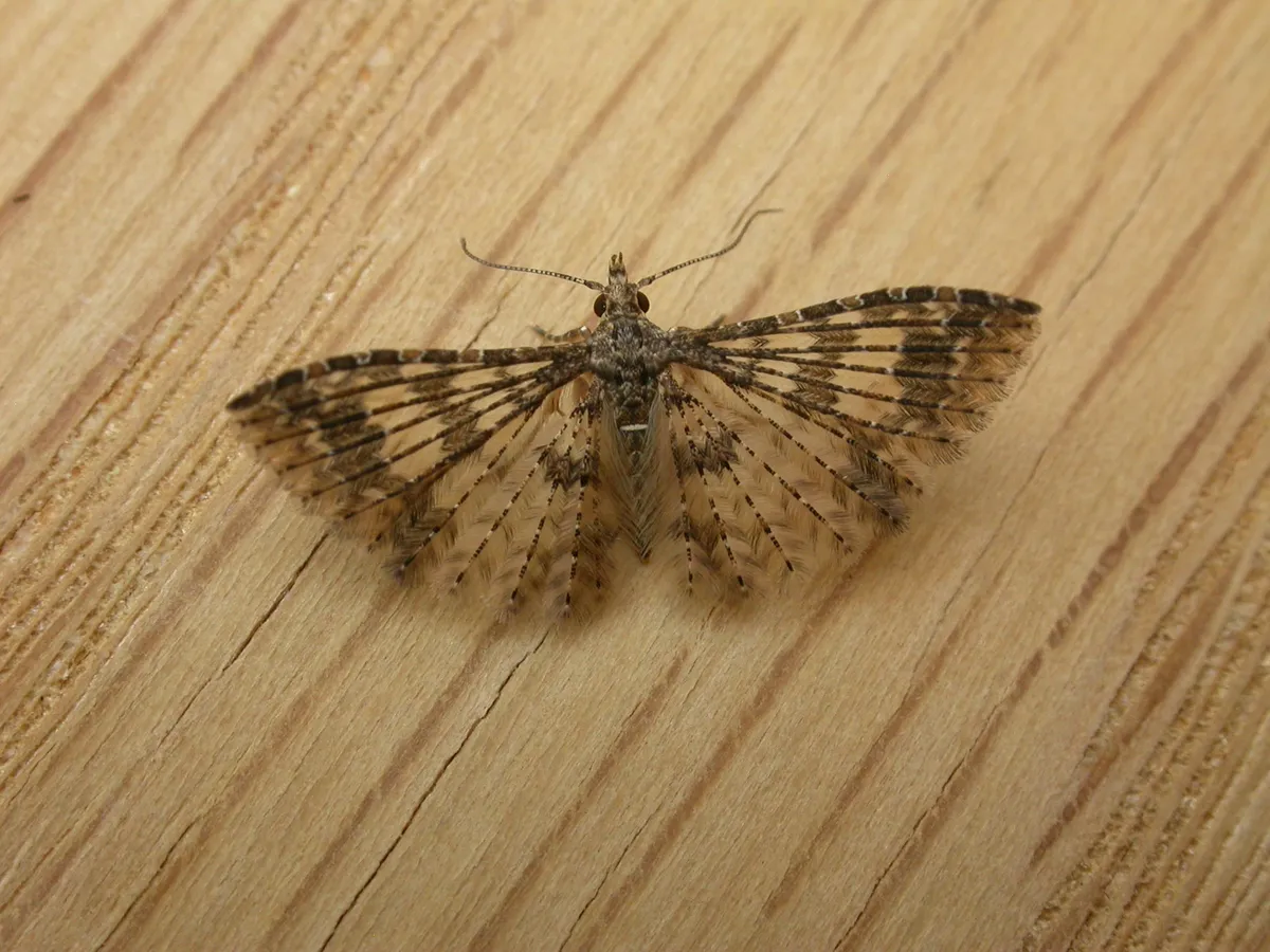 Alucita phricodes - photo 3