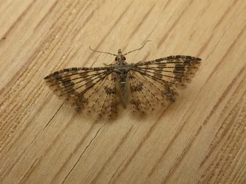 Alucita phricodes - photo 4