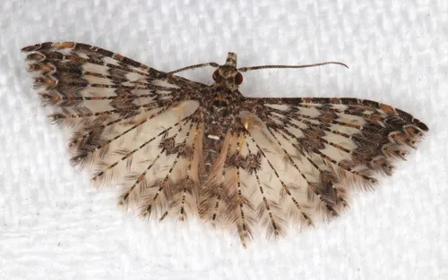 Alucita phricodes - photo 5