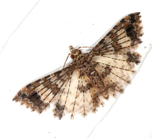 Alucita phricodes - photo 6