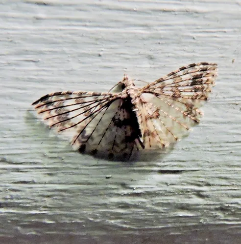 Alucita phricodes - photo 7