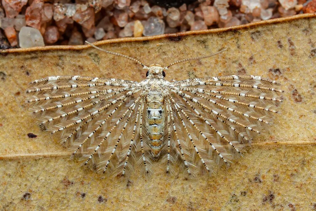 Alucita pygmaea - photo 2