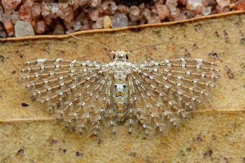 Alucita pygmaea - photo 4
