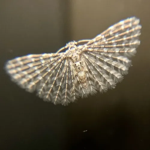 Alucita pygmaea - photo 6