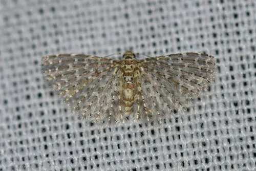 Alucita pygmaea - photo 7