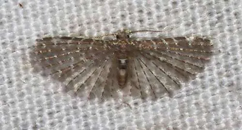 Alucita pygmaea - photo 8