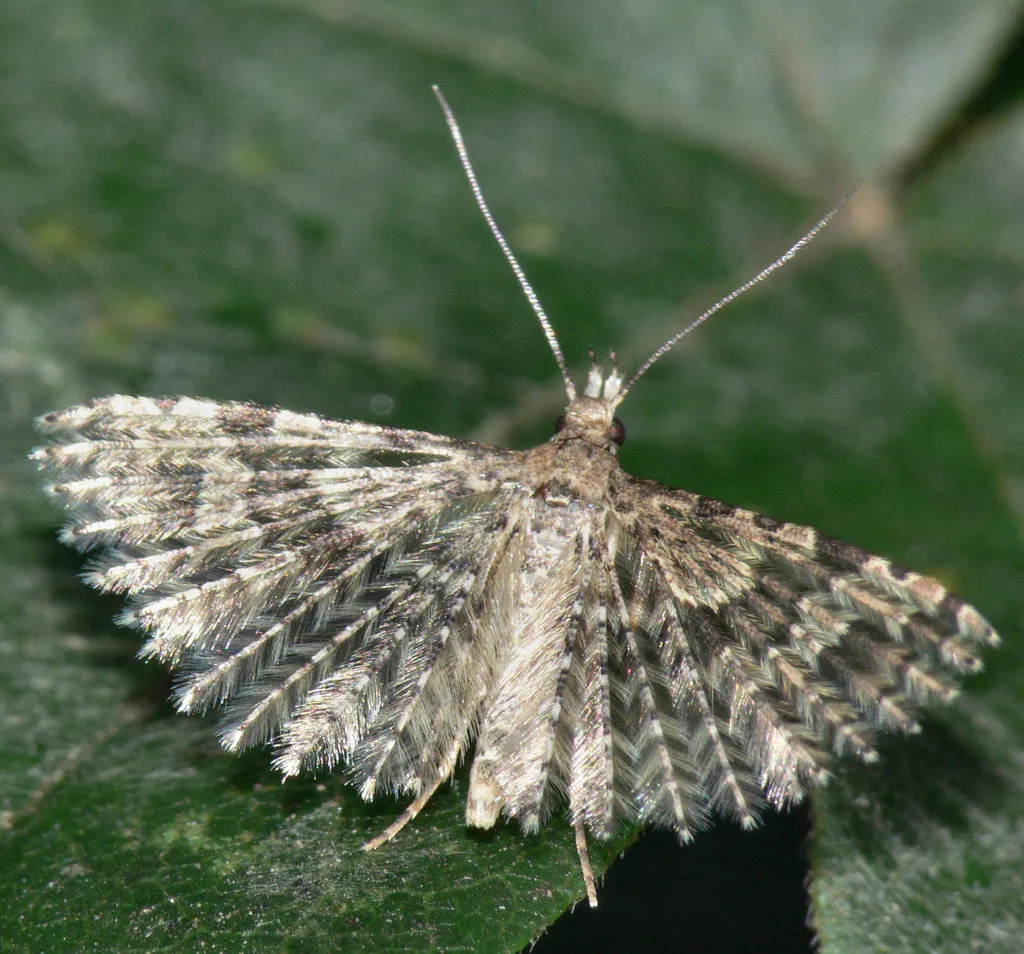 Many-plume Moths - photo 2
