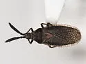 Alveotingis brevicornis