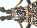Alveotingis brevicornis - photo 3