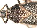 Alveotingis brevicornis - photo 4