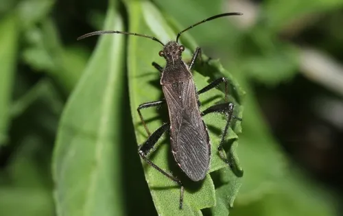 Broad-headed Bugs - Alydidae