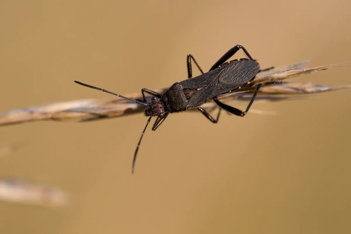 Alydus calcaratus - photo 3