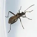 Alydus conspersus