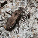 Alydus conspersus - photo 2