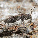 Alydus conspersus - photo 3