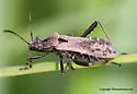 Alydus conspersus - photo 4