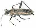 Alydus conspersus - photo 5